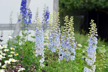 Delphinium Consolida Rakete Rittersporn Seeds for a colorful addition to any planting