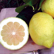 Eureka Lemon Tree Seeds (Citrus limon) for growers planting the home orchards and container gardens