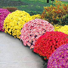 Plant Seeds (Nonstop tuberous) for seasonal color across the indoor pots