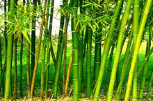 Rare Giant Black Moso Bamboo Seeds Bamboo Seeds Professional  Bambusa Lako Tree Seeds for Home Garden Clear  Ornamental Garden Plant Garden Plant Seeds