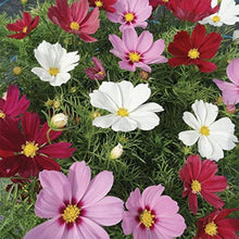 Cosmos Pink Picotee Seeds for colorful blooms in the Elegant Pink Blooms in the Garden
