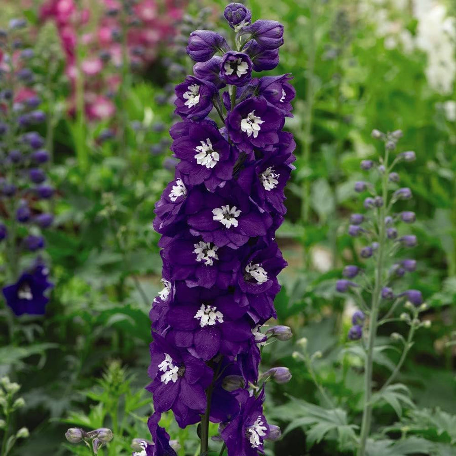 Magic (Fountains Cherry Blossom Delphinium – White Bee Blooms) for planting in garden