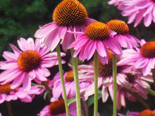 Echinacea Primadonna Rose Seeds for reliable seasonal color