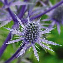 Eryngium Seeds (Eryngium planum) for growers filling out the flower beds and coastal gardens