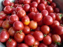 Porter Tomato Seeds for productive rows in the Delicious Garden-Fresh Tomatoes