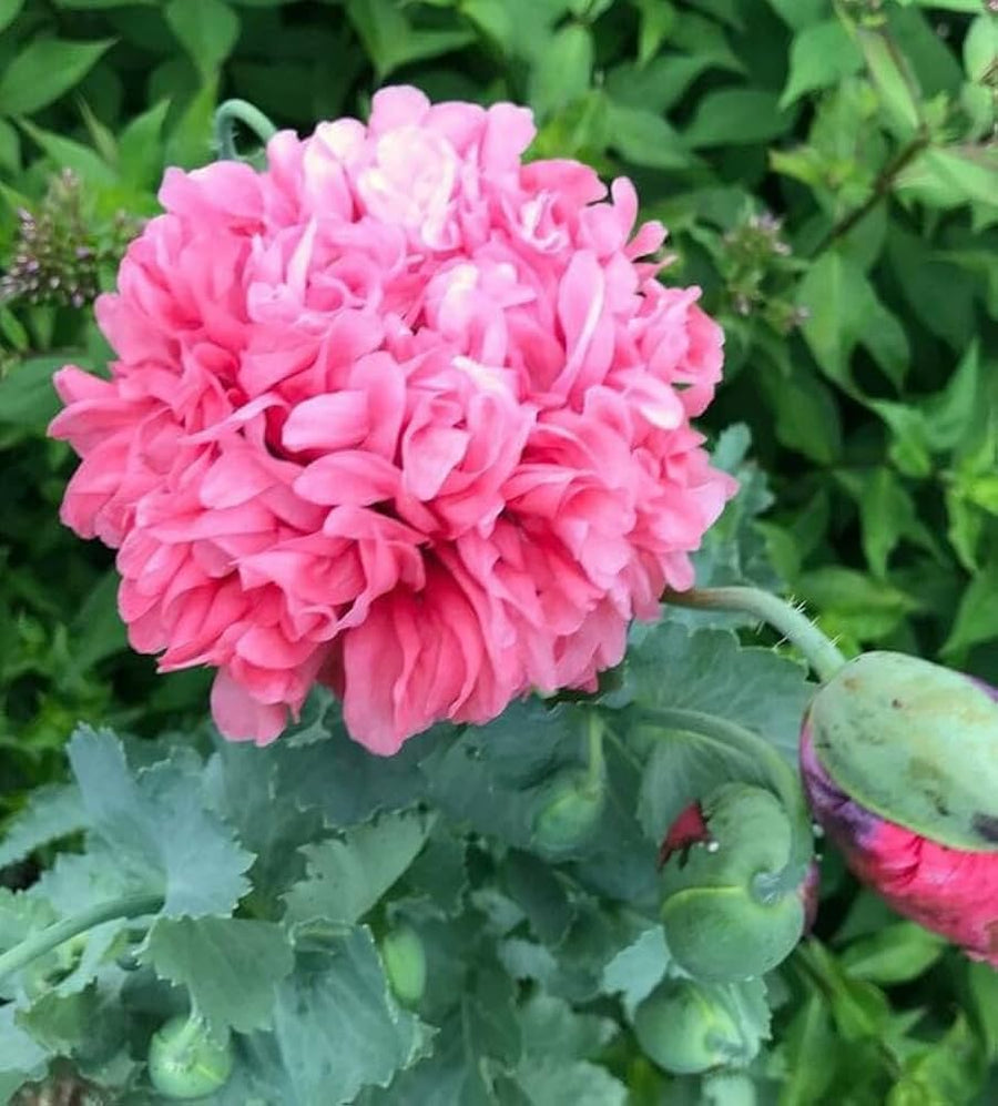 Dianthus Chinensis Pink Rainbow Garden Flower - for planting in home garden