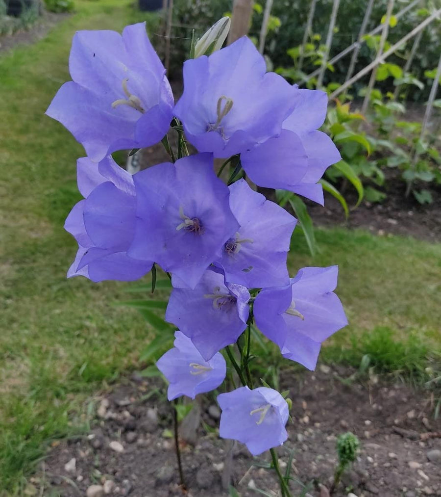 Campanula persicifolia Bellflower Seeds