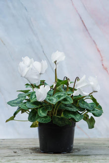 Cyclamen Seeds (Cyclamen persicum) for colorful blooms in the home garden containers