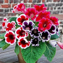 Gloxinia Seeds (Sinningia speciosa) for colorful blooms in the Indoor Garden