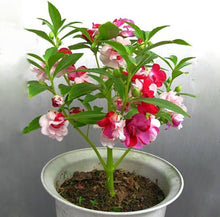 Balsam Impatiens Balsamina Four Seasons Seeds for a lasting display in the Seasonal Home Garden Displays