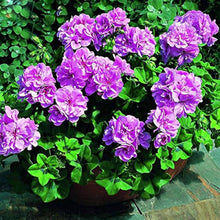 Cranesbill Geranium Univalve flower Seeds for growers filling out the home garden and vertical garden pots