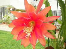 Custom Seeds for a colorful addition to any planting