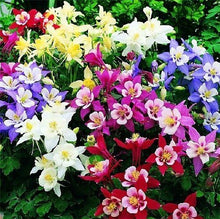 Columbine Seeds (Aquilegia spp.) for a lasting display in the Flower Bed & Garden