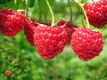 Raspberry Rubus Idaeus Purple Blossom Seeds for sweet homegrown fruit in the Backyard Berry Vertical Garden