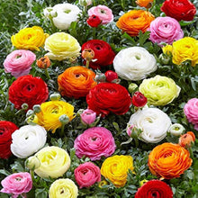 Ranunculus Ranunculus Asiaticus Seeds for seasonal color across the Seasonal Cut Flower Gardens