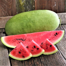 Charleston Seeds (Gray watermelon) for home growers seeking a reliable harvest