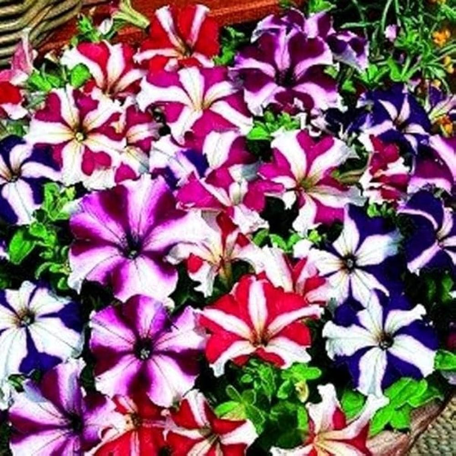 Petunia seeds sprouting classic garden flowers with bright, trumpet-shaped blooms in multiple shades, ideal for hanging baskets and borders