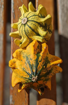 Fairytale Pumpkin Seeds (Cucurbita pepo) for productive rows in the Garden