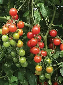Sweet Chelsea Tomato for planting