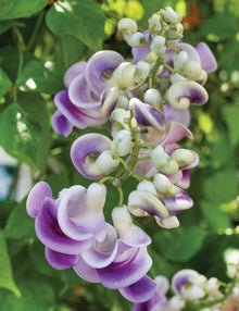 Vigna caracalla Snail Vine Seeds for Unique Corkscrew Flowers and Vines