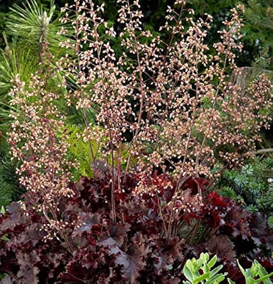 Heuchera Heuchera for planting in flower bed
