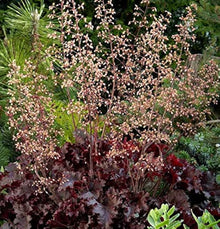 Heuchera Heuchera for planting in flower bed