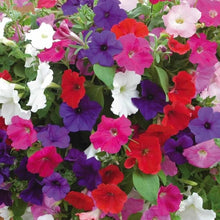 Petunia Petunia Hybrida Double Mixed Seeds for seasonal color across the Hanging Borders