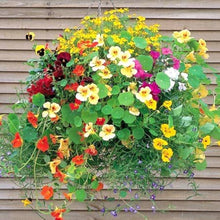 Nasturtium Jewel Mix Edible Seeds for a colorful addition to any planting