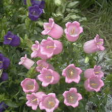 Campanula flower Seeds (Campanula spp.) for a lasting display in the home garden or ornamental balcony containers