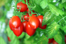Dark brown tomato vegetable seeds