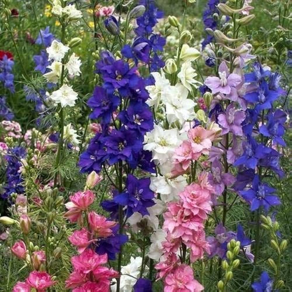 Organic Imperial Giant Delphinium flower seeds