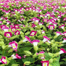 Torenia Fournieri Seeds for seasonal color across the Shade Flower Bed