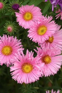 Aster Seeds for colorful blooms in the Aster bed border garden