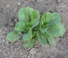 Lamb's Lettuce Valerianella Di Agnello Seeds for home growers seeking a reliable harvest