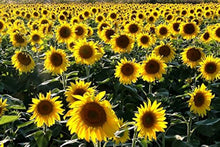 Chianti Sunflower Seeds for growers filling out the Helianthus bed pollinator garden