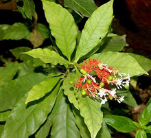 Snakeroot Eryngium Yuccifolium Button Seeds for a lasting display in the Pollinator-Friendly Gardens