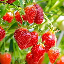 Red Climbing Strawberry Garden Seeds for growers wanting a homegrown harvest