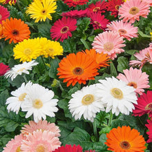 Daisy Gerbera Jamesonii Barberton Seeds for reliable seasonal color