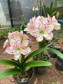 Perfume Lily Lilium Spp. Seeds for growers seeking a long-blooming display