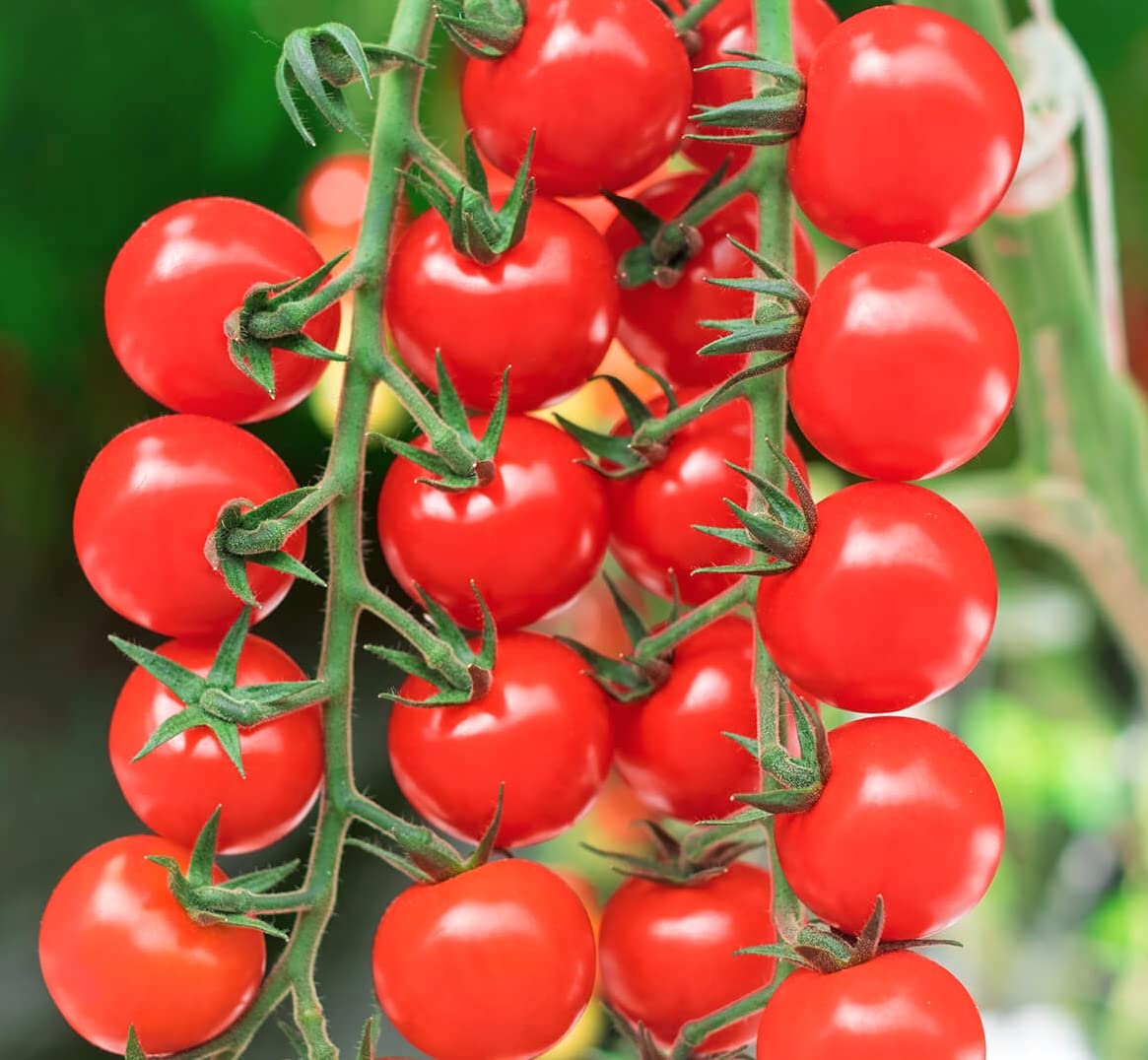 Large red cherry tomato seeds