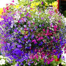 Lobelia Erinus String of Pearls Mix Annual Seeds for reliable seasonal color