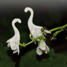 Swan Flower Aristolochia Grandiflora flower Seeds for seasonal color across the home garden and trellised spaces