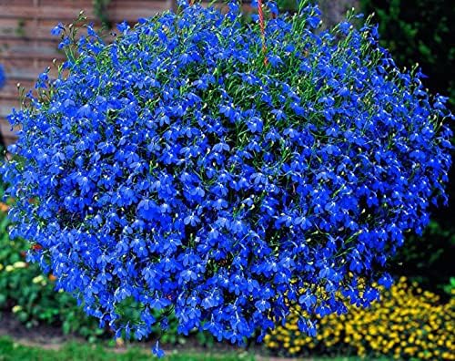 Anagallis 'Skylover' Lobelia Rare Flower - for planting in home garden