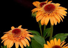 Echinacea 'Supreme Cantaloupe' Seeds (Echinacea purpurea) for productive rows in the Garden
