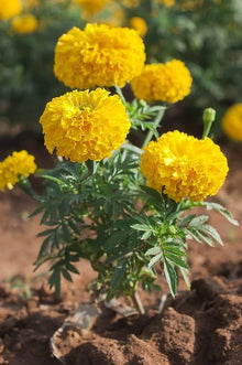 Tagetes Sparky Marigold Seeds for seasonal color across the Vibrant Border Planting