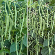 Bean Seeds for a fresh homegrown crop from the vegetable patch home garden