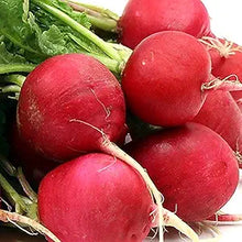 German (Giant Radish Raphanus sativus vegetable) for planting in garden