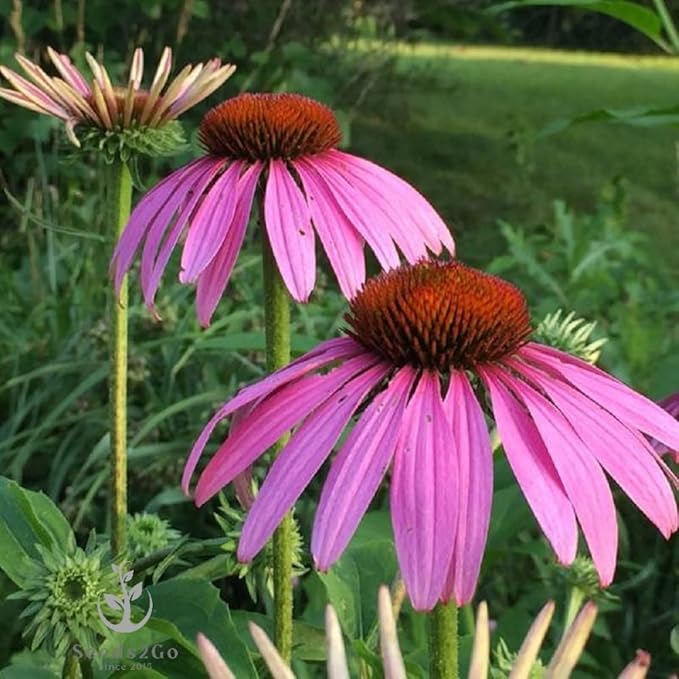 Coneflower Echinacea purpurea Purple flower seeds for planting in pollinator garden or backyard beds - for planting in home garden
