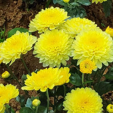 Sharklated Magic Seeds known for dry-Tolerant Annual Plants