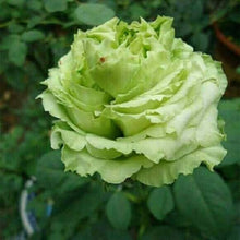 Rare Rose Army Green Seeds for colorful blooms in the home garden balcony